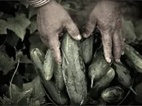 Migrant worker and cucumbers. Laura Elizabeth Pohl/Bread for the World via Flickr. Filter added. (CC BY 2.0)