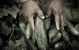 Migrant worker and cucumbers. Laura Elizabeth Pohl/Bread for the World via Flickr. Filter added. (CC BY 2.0) 