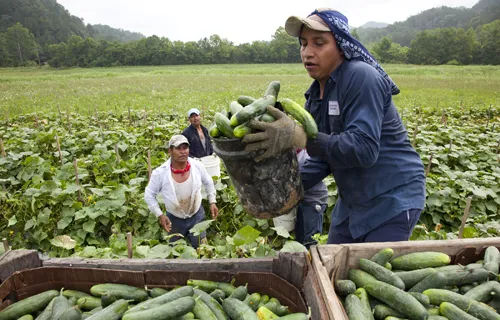 Migrant workers from Mexico load cucumbers into a truck on a farm in Blackwater, Virginia. ?w=200&h=150