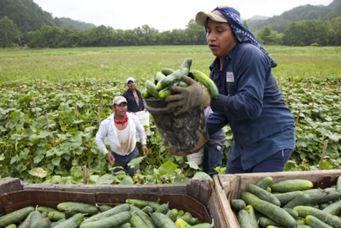 Migrant workers from Mexico load cucumbers into a truck on a farm in Blackwater Virginia Credit Laura Elizabeth Pohl Bread for the World via Flickr CC BY NC 20 CNA 4 26 13