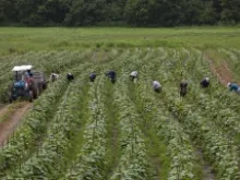 Migrant workers from Mexico pick cucumbers on a farm in Blackwater, Virginia. 