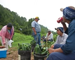 Migrant workers rest after picking cucumbers all morning on a farm in Blackwater, Virginia. ?w=200&h=150