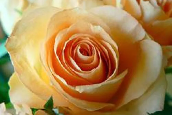 Mothers Day apricot rose CNA US Catholic News 5 6 11