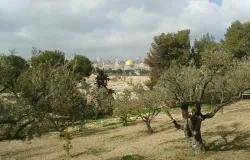 A view of Jerusalem from the Mount of Olives. ?w=200&h=150