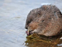 Muskrat /