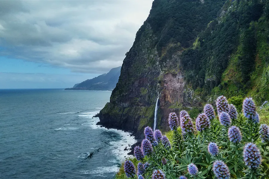 Ocean, mountains, flowers on a cliff. ?w=200&h=150