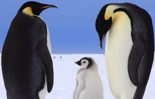 Anne Frohlich via Flickr (CC BY-ND 2.0).