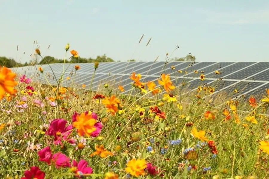 Photo courtesy of the Center for Pollinators in Energy.?w=200&h=150
