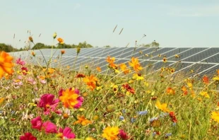 Photo courtesy of the Center for Pollinators in Energy.