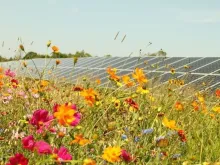 Photo courtesy of the Center for Pollinators in Energy.