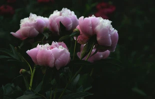 Yuliia Fesyk via Shutterstock.