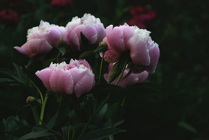 Pink pions Credit Yuliia Fesyk Shutterstock CNA