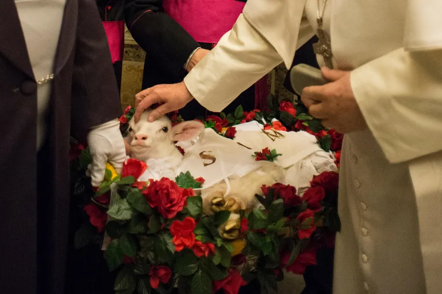 The presentation of the lambs blessed by Pope Francis on the feast of Saint Agnes, Jan. 21, 2016. ?w=200&h=150