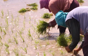 Rice planters.   Shubert Ciencia via Flickr (CC BY 2.0).