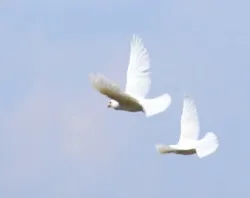 White doves in flight. ?w=200&h=150