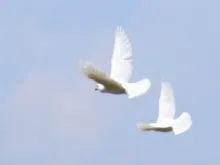 White doves in flight. 