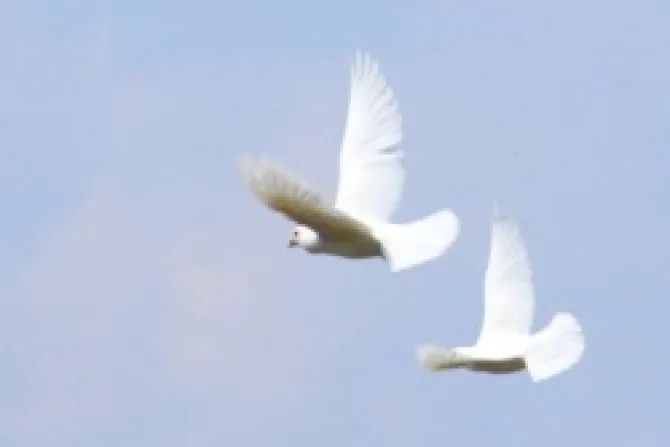 White Doves In Flight Credit David Campbell via Flickrcom CC BY NC SA 20 CNA US Catholic News 12 14 12
