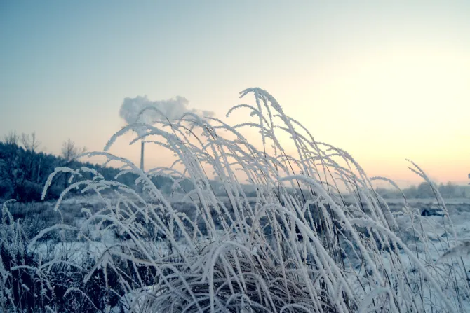 Winter grass Credit Sergey Kamshylin Shutterstock CNA
