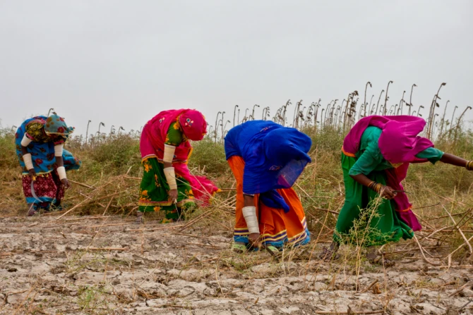 Women participate in agricultural activities in Pakistans Sindh province June 2011 Credit Asian Development Bank via Flickr CC BY NC ND 20 CNA