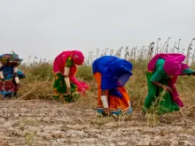 Women participate in agricultural activities in Pakistan's Sindh province, June 2011. 