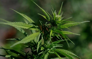 A view of a marijuana plant on Aug. 11, 2025, in San Anselmo, California. Cannabis company stocks surged by up to 10% on reports that the Trump administration is considering rescheduling marijuana on the federal level, from a Schedule I to a Schedule III drug. The move would step toward the decriminalization of the drug nationwide. Credit: Justin Sullivan/Getty Images