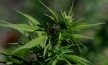 President Donald Trump signed an executive order Dec. 18, 2025, that eases federal marijuana regulations amid support from the cannabis industry but opposition from some Catholic and conservative groups.