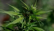 President Donald Trump signed an executive order Dec. 18, 2025, that eases federal marijuana regulations amid support from the cannabis industry but opposition from some Catholic and conservative groups.