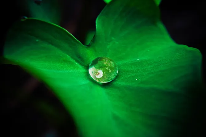 green leaf environment waterdrop via Unsplash CNA 4 21 15