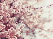 Spring cherry blossoms. Photo 