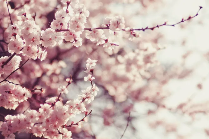 japanese cherry blossoms CNA size