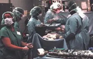 Doctors conducting an organ removal.   CDC
