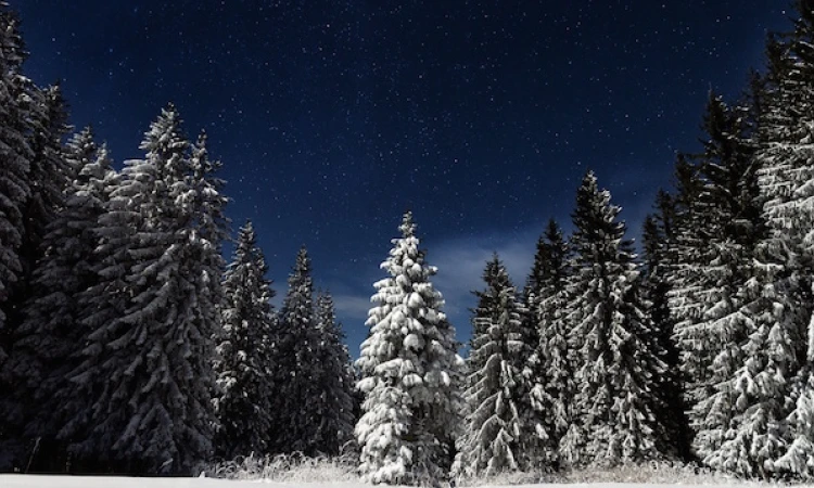 photo 1447877015176 3099cb49cd6a