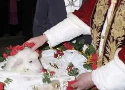 Pope Benedict XVI blesses the lambs for the Feast of St. Agnes?w=200&h=150