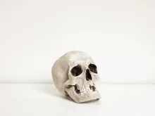 Stock image of skull. 