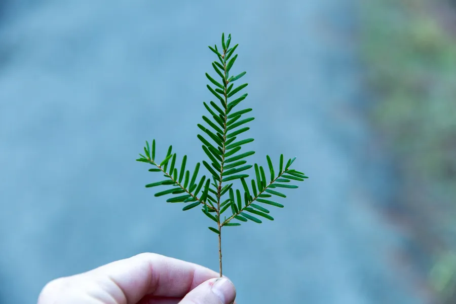 Hand holding small pine branch. ?w=200&h=150