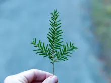 Hand holding small pine branch. 