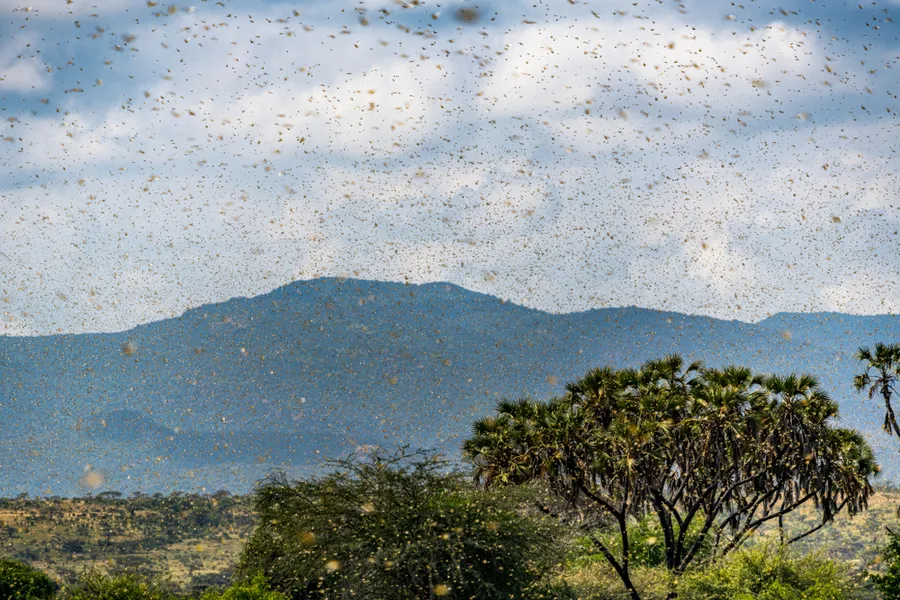Swarm of desert locusts in Kenya. ?w=200&h=150