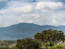 Swarm of desert locusts in Kenya. 
