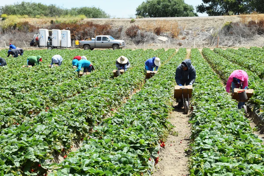 Seasonal agricultural workers in Salinas, Calif. ?w=200&h=150