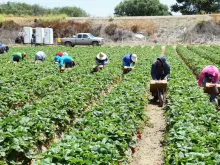 Seasonal agricultural workers in Salinas, Calif. 