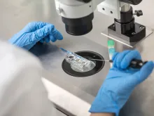 Technician does control check of the in vitro fertilization process using a microscope. Via Shutterstock