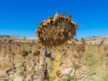 Shrivelled sunflowers in a field in Spain