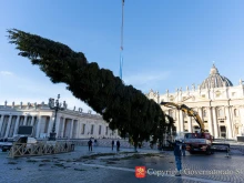 Workers erect the Vatican’s 2025 Christmas tree in St. Peter’s Square on Thursday, Nov. 27, 2025.