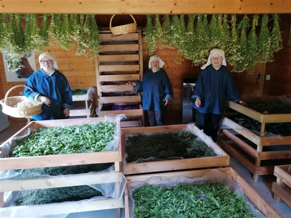 The Little Sisters at work harvesting herbs for tea. The Little Sisters Disciples of the Lamb