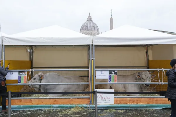 Farmers and pet owners alike brought out their beloved animals to the Vatican for a special blessing on the feast of St. Anthony Abbot, Jan. 17, 2023. Alan Koppschall/EWTN