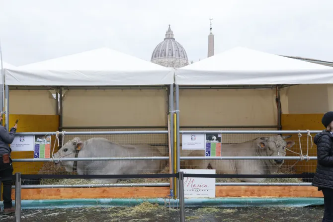 PHOTOS: Animals blessed in St. Peter's Square for feast of St. Anthony  Abbot | Catholic News Agency