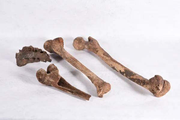 Bones discovered in an attic of a Jesuit priest’s house in the Welsh town of Holywell. / Stonyhurst College.
