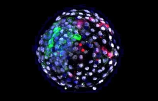 A human-monkey chimeric blastocyst. Credit: Weizhi Ji/Kunming University of Science and Technology.