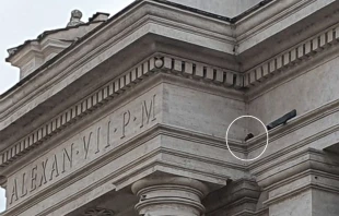 A cat is stranded in the colonnade surrounding St. Peter’s Square. Hannah Brockhaus/CNA