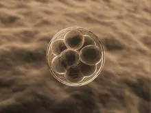 Illustration of eight-cell embryo.